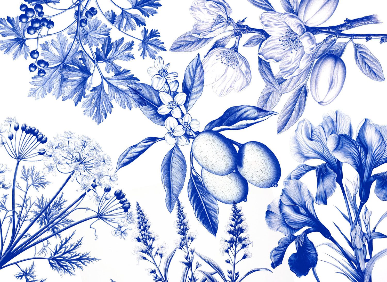 caviar-bleu-carrusel-2-3-noland